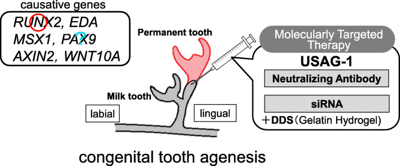 teeth